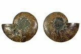 Cut & Polished, Agatized Ammonite Fossil - Madagascar #344473-1